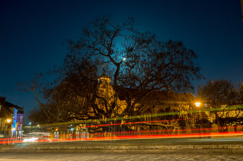   The Capalta tree, with the super moon shining through, and light trails from passing vehicles  
